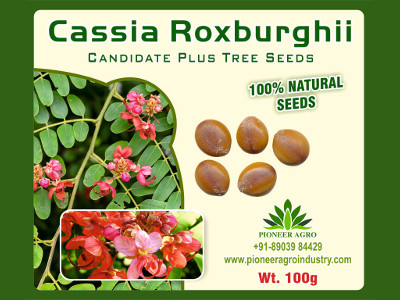 Cassia Roxburghii